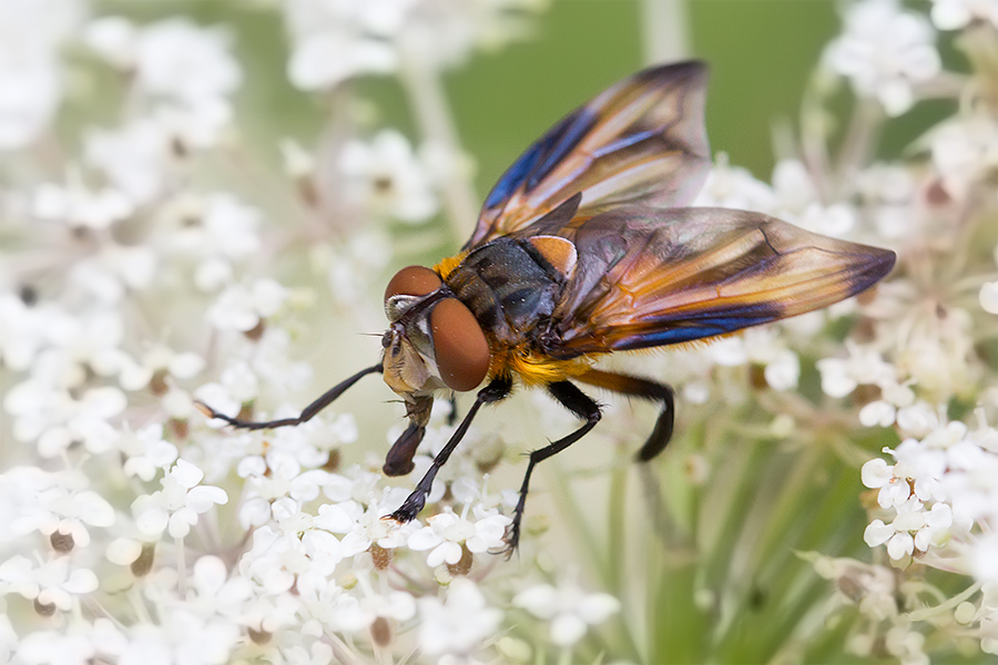 Phasia hemiptera