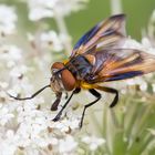 Phasia hemiptera