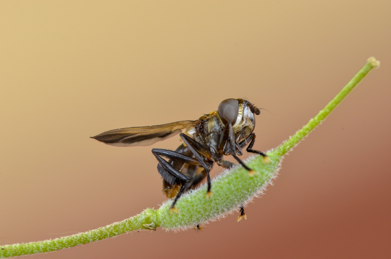 phasia hemiptera