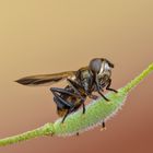 phasia hemiptera