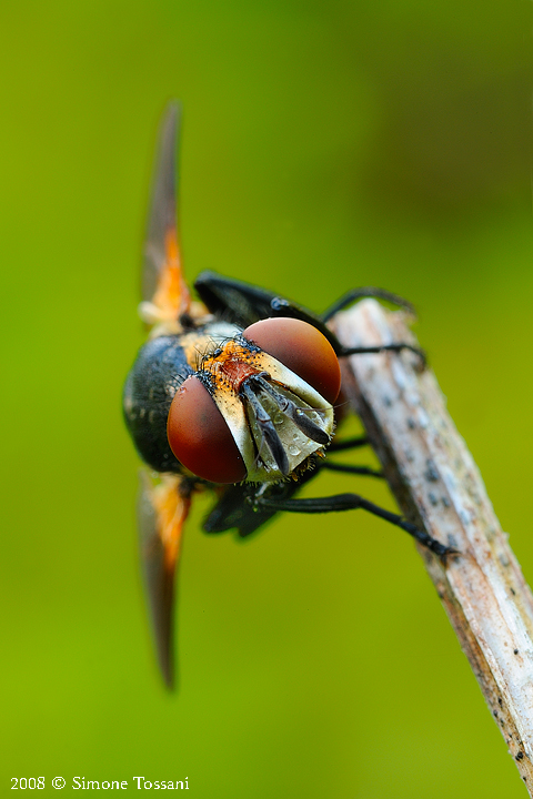 Phasia hemiptera