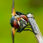 Phasia hemiptera