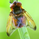 Phasia hemiptera - bystrusa