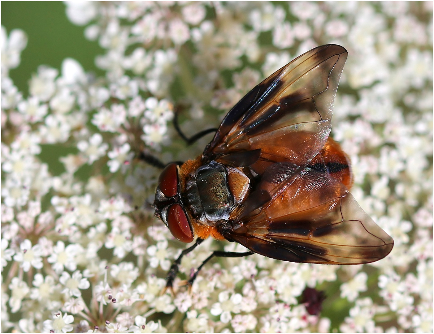 Phasia hemiptera - Männchen