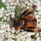 Phasia hemiptera - Männchen