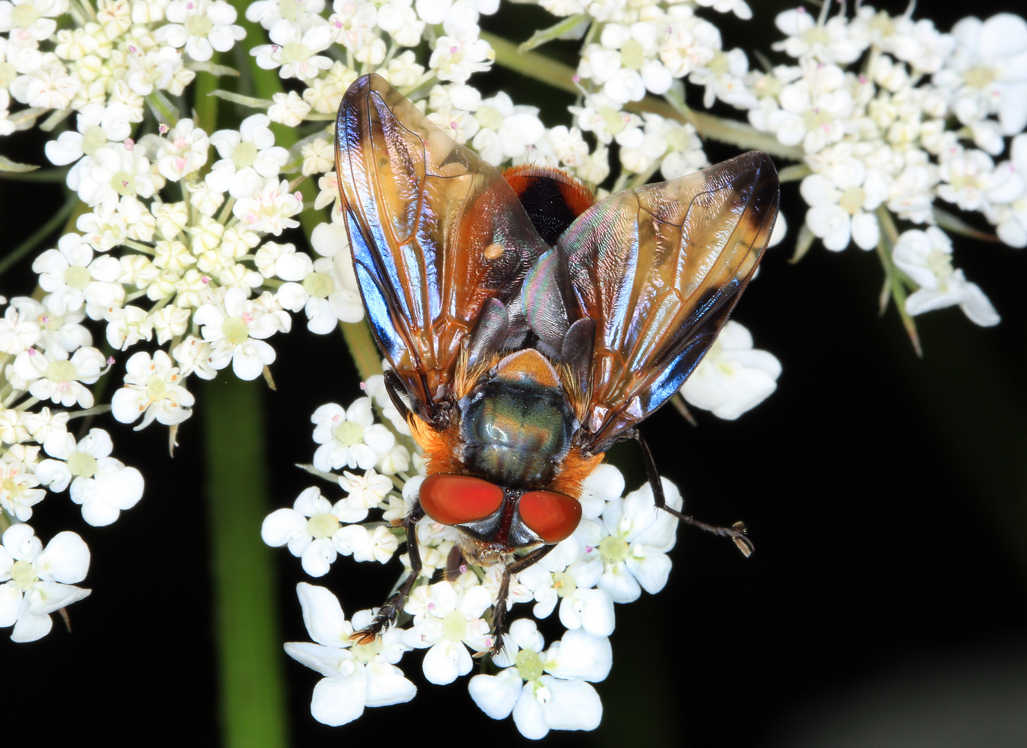 Phasia hemiptera, männlich, Raupenfliege auf der Blüte der Wilden Möhre  