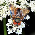 Phasia hemiptera, männlich, Raupenfliege auf der Blüte der Wilden Möhre  