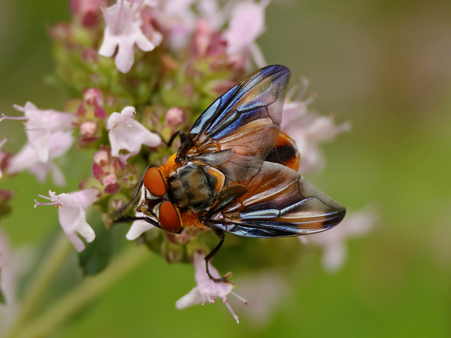 Phasia hemiptera (Wanzenfliege)