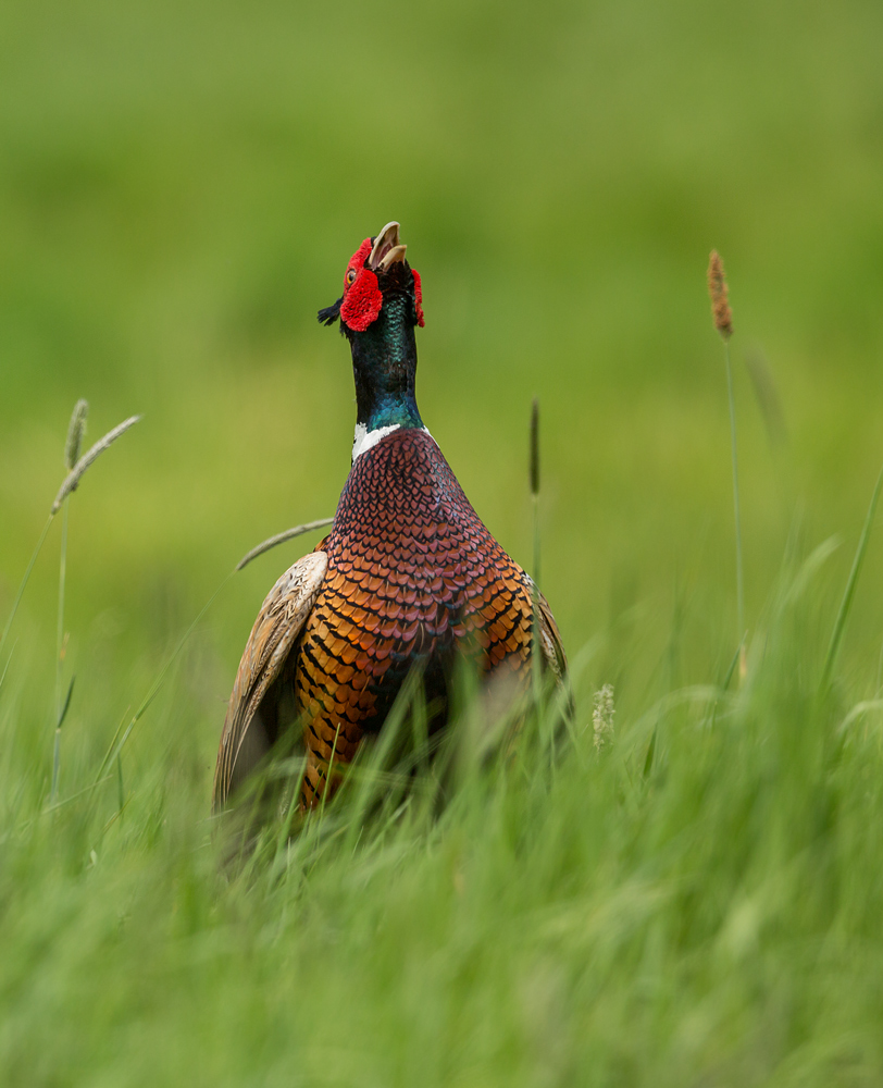 Phasianus colchicus