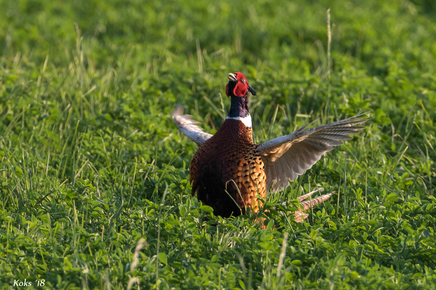 Phasianus colchicus