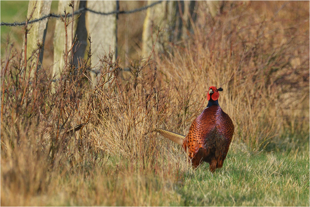 Phasianus colchicus - Jagdfasan