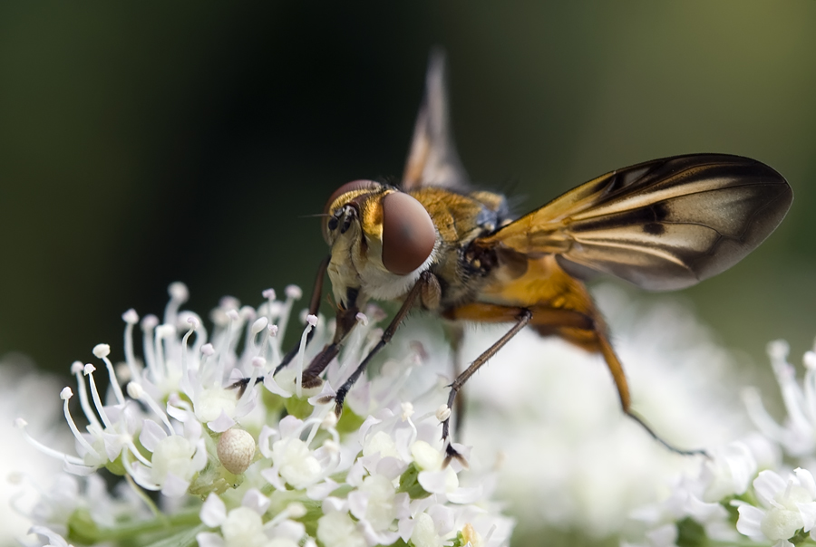 Phasie crassipenne (Ectophasia  crassipennis)