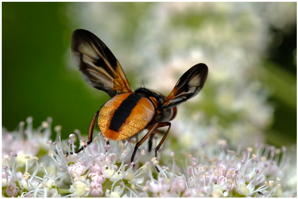 Phasie crassipenne (Ectophasia crassipennis)