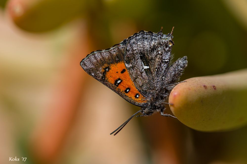 Phasis thero 