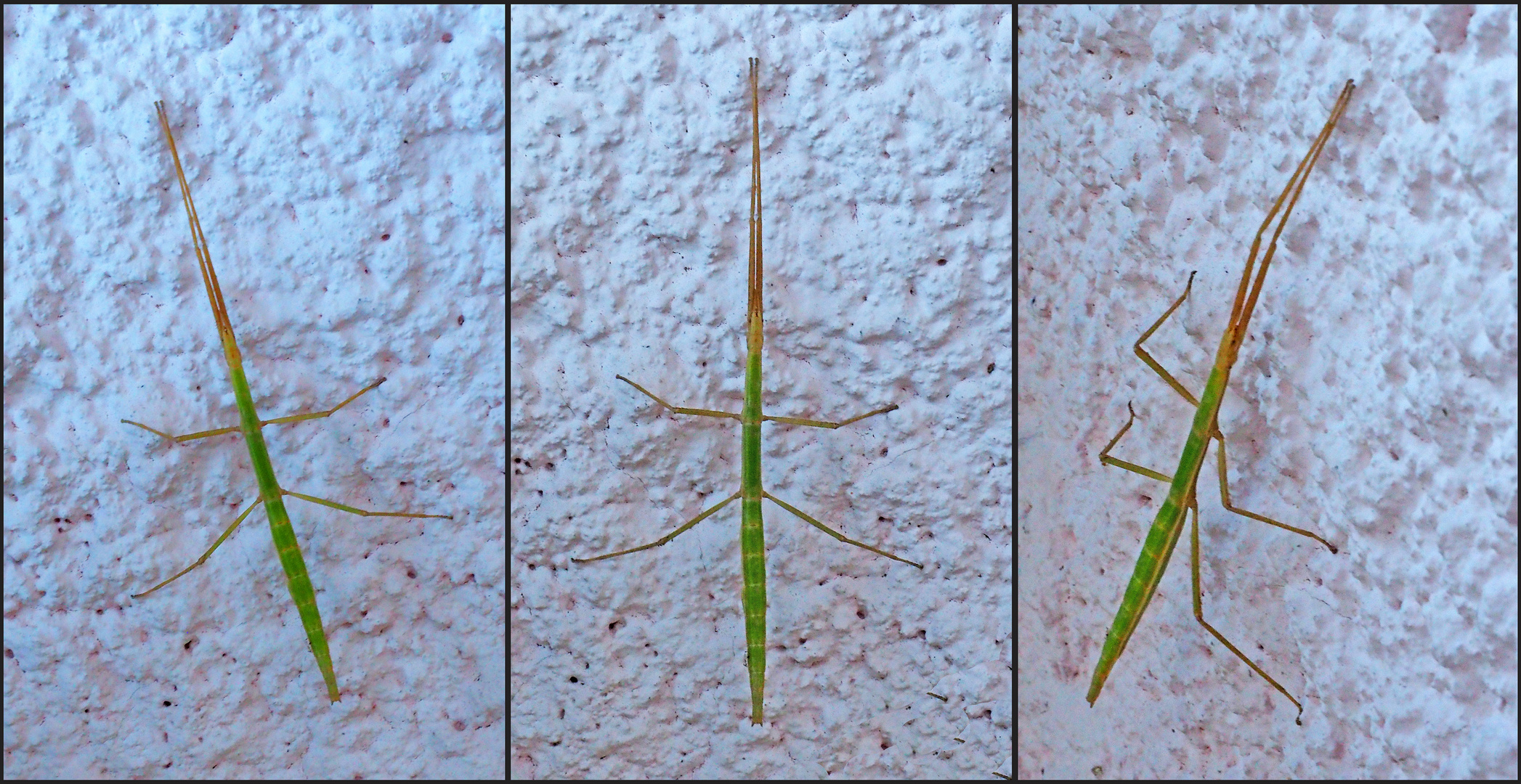 Phasme photo et image natur, animaux, tiere Images