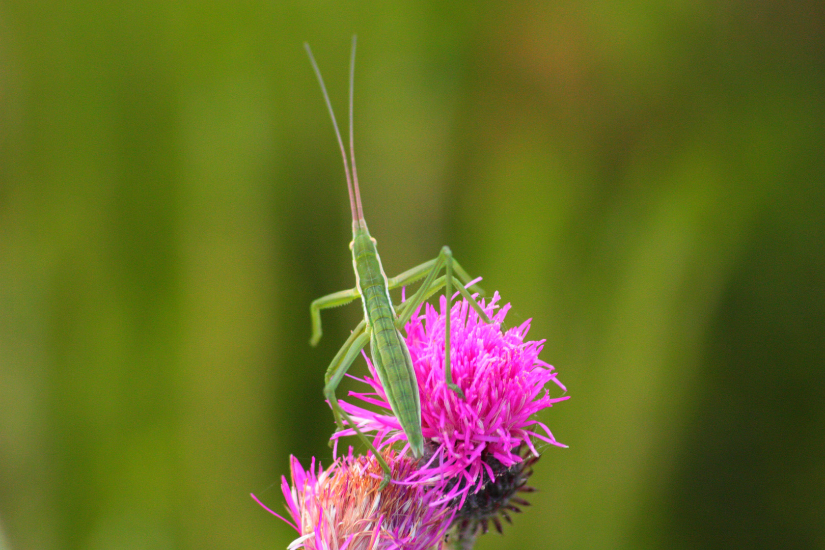 phasme ou autre merveille de la nature