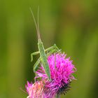 phasme ou autre merveille de la nature