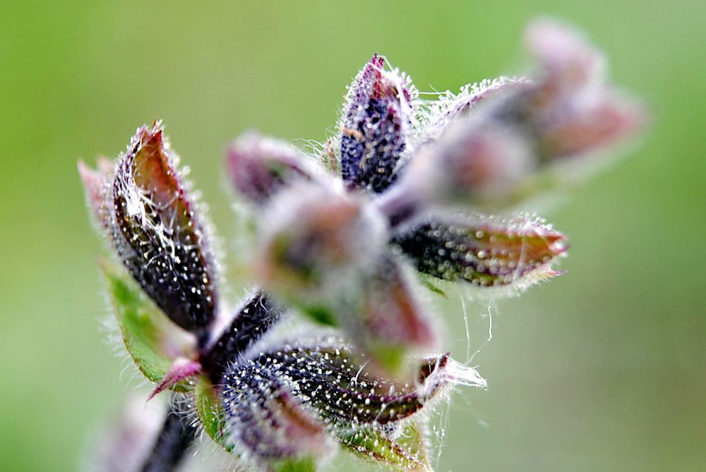 Phazelie (Futterpflanze) Foto & Bild pflanzen, pilze & flechten