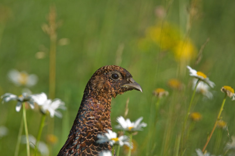 pheasant