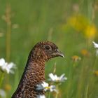 pheasant