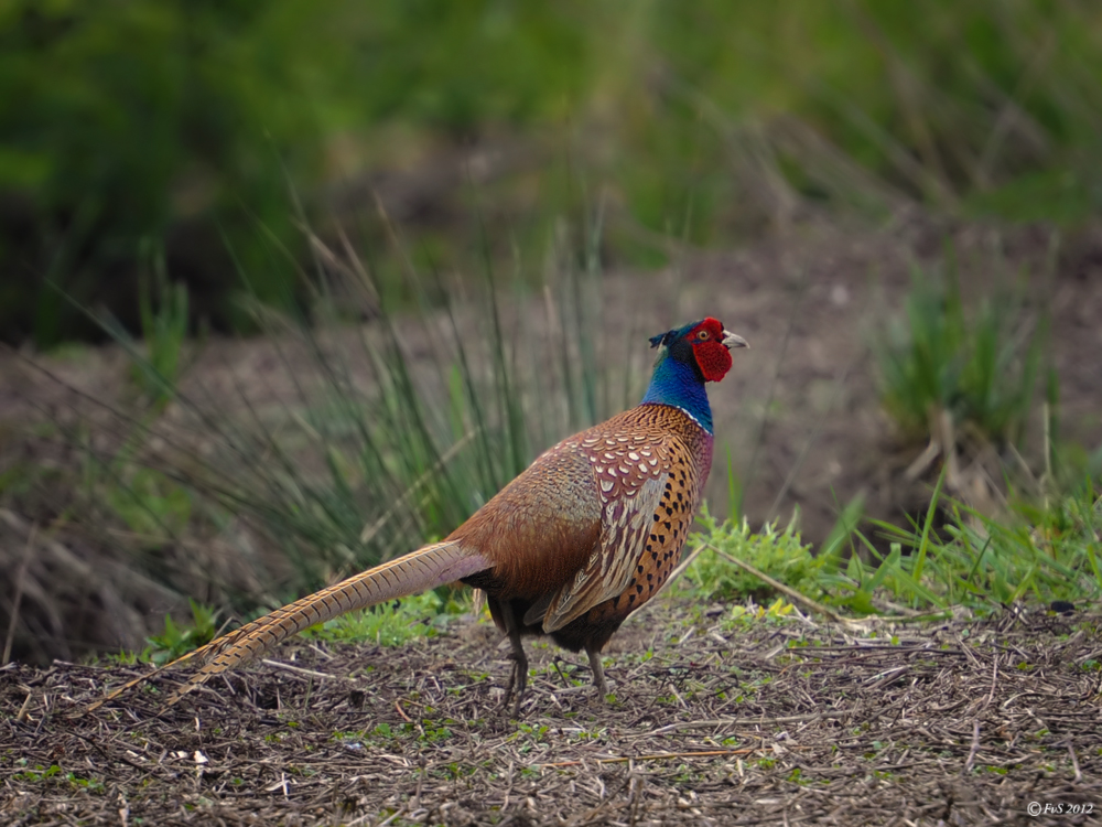 Pheasant...