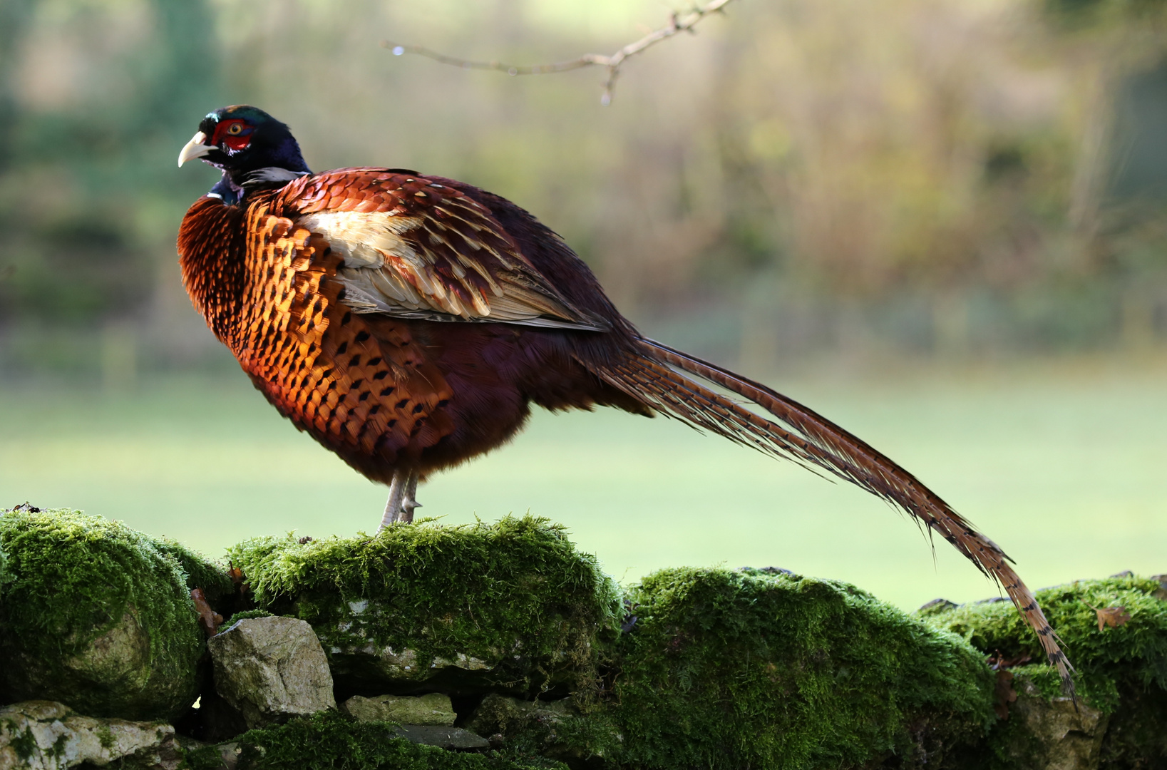 Pheasant