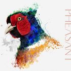Pheasant aquarel