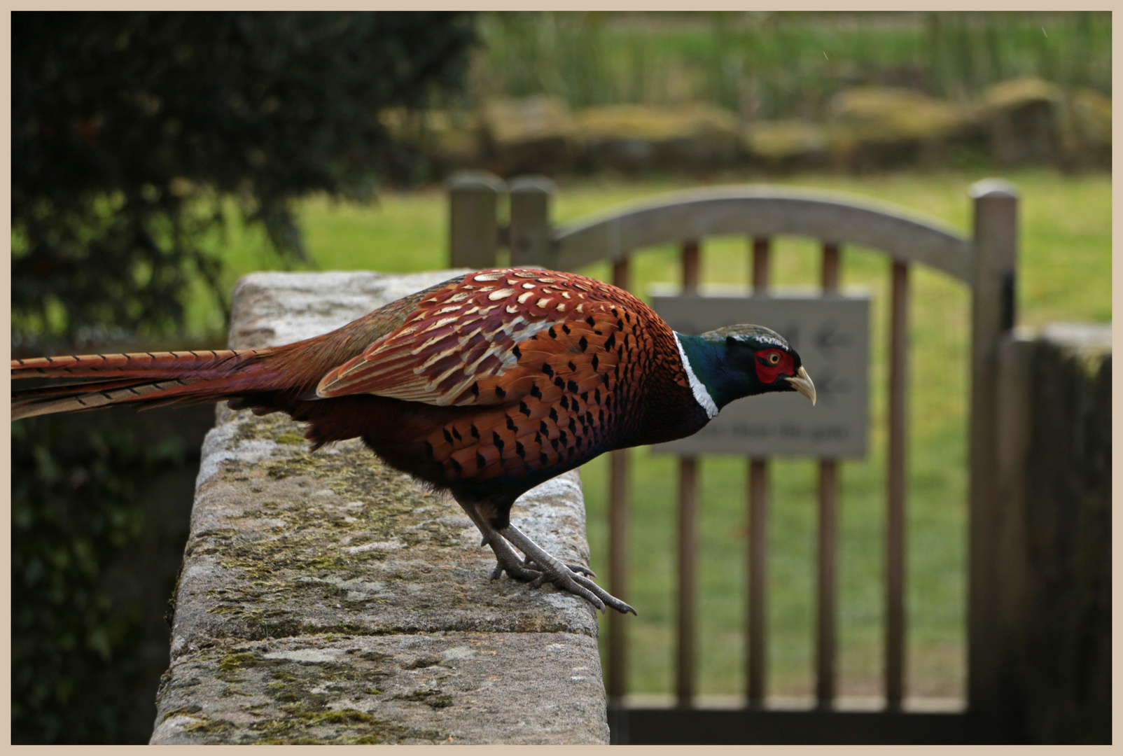 pheasant at the gate