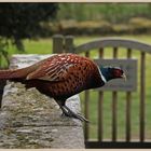 pheasant at the gate