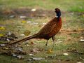 Pheasant by Fons van Swaal