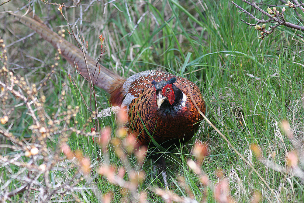 Pheasant