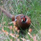 Pheasant