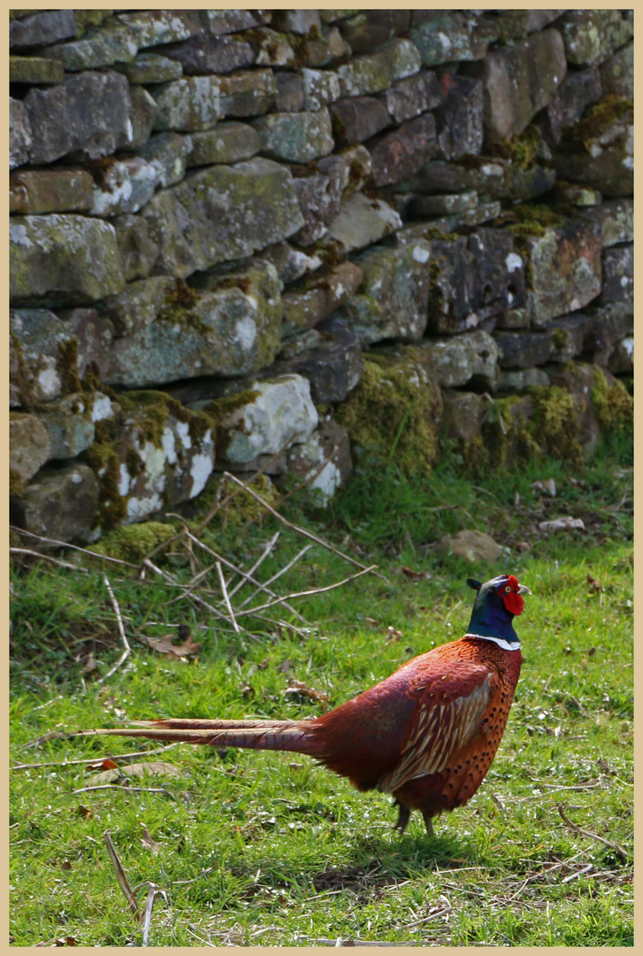 pheasant in a field