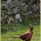 pheasant in a field