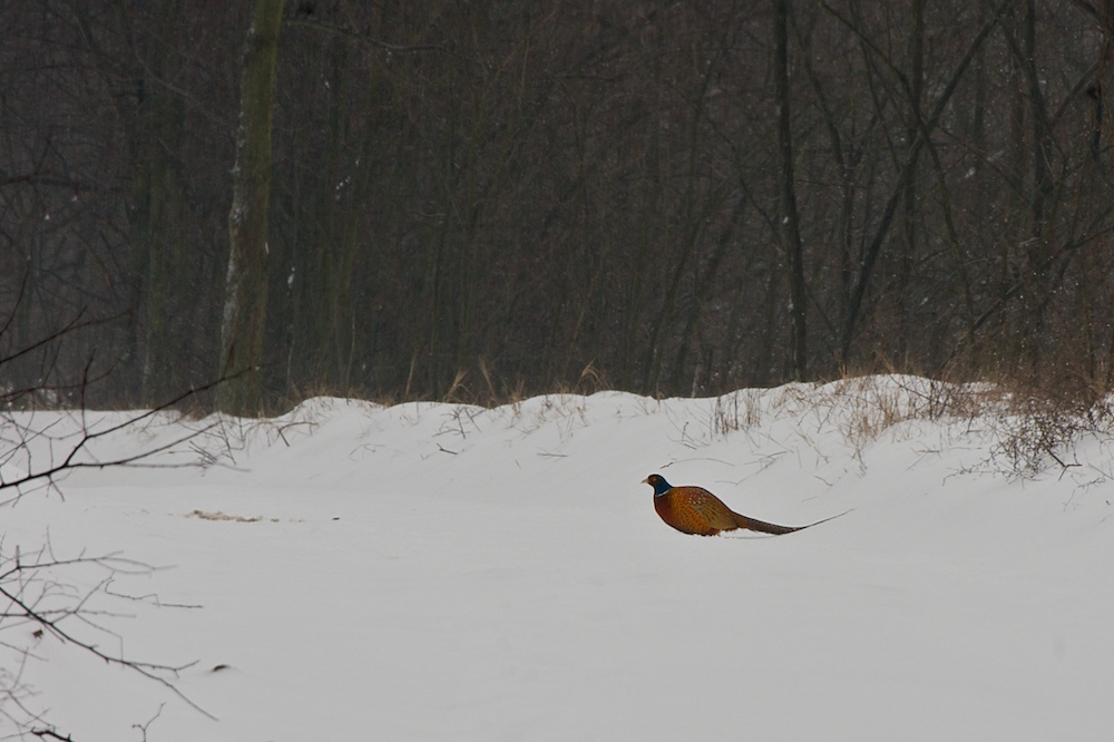 Pheasant in Fresh Snow