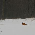 Pheasant in Fresh Snow