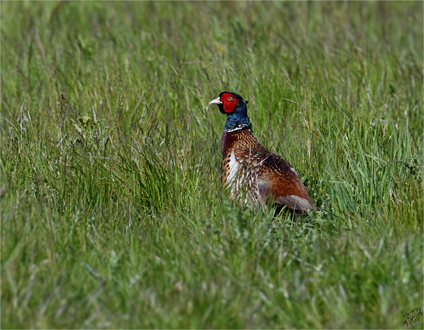 Pheasant in the field ..