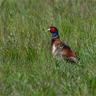 Pheasant in the field ..