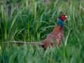 PHEASANT MALE II von Fons van Swaal