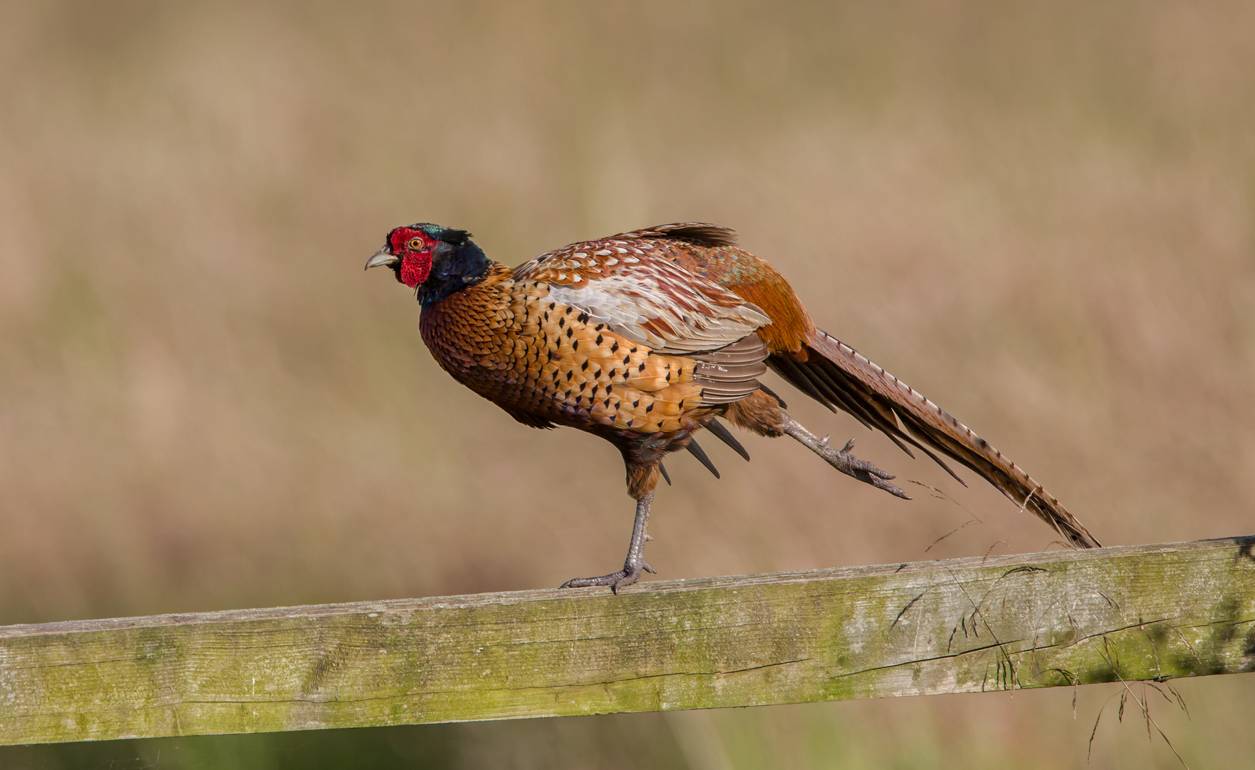 pheasant on the fence