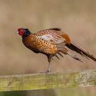 pheasant on the fence