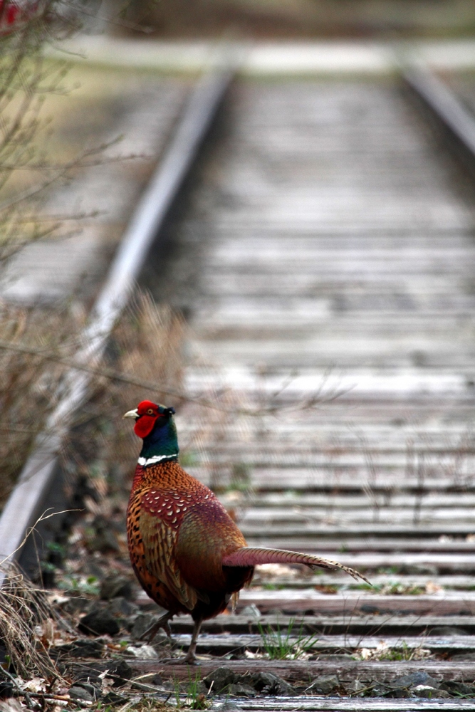 Pheasant on the Railway oder Der Gleisgänger