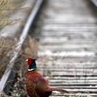 Pheasant on the Railway oder Der Gleisgänger