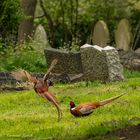 Pheasant (phasianus colchicus) 