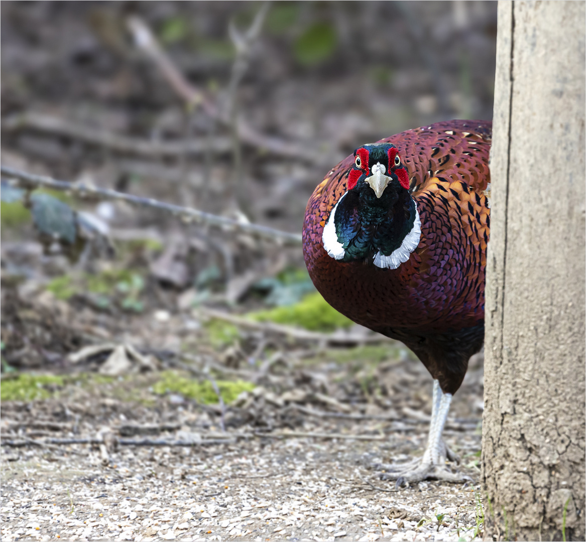 Pheasant Surprise