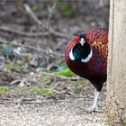 Pheasant Surprise