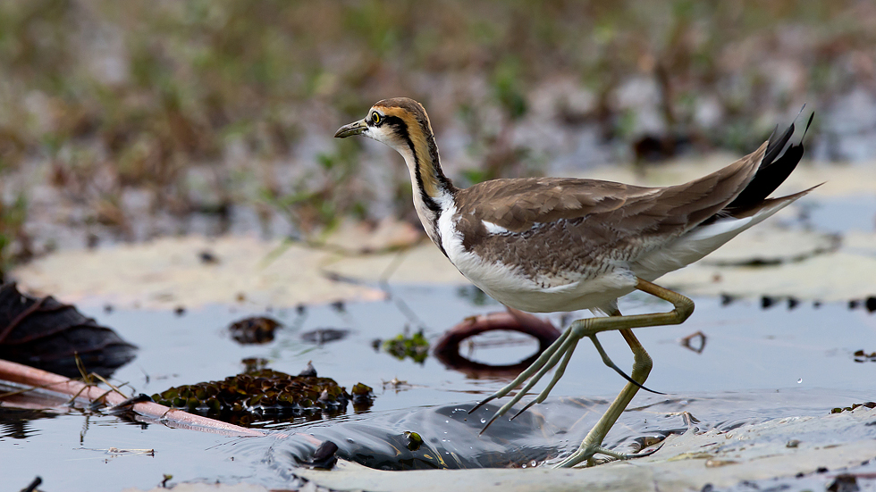 Pheasant-tailed Jarcana