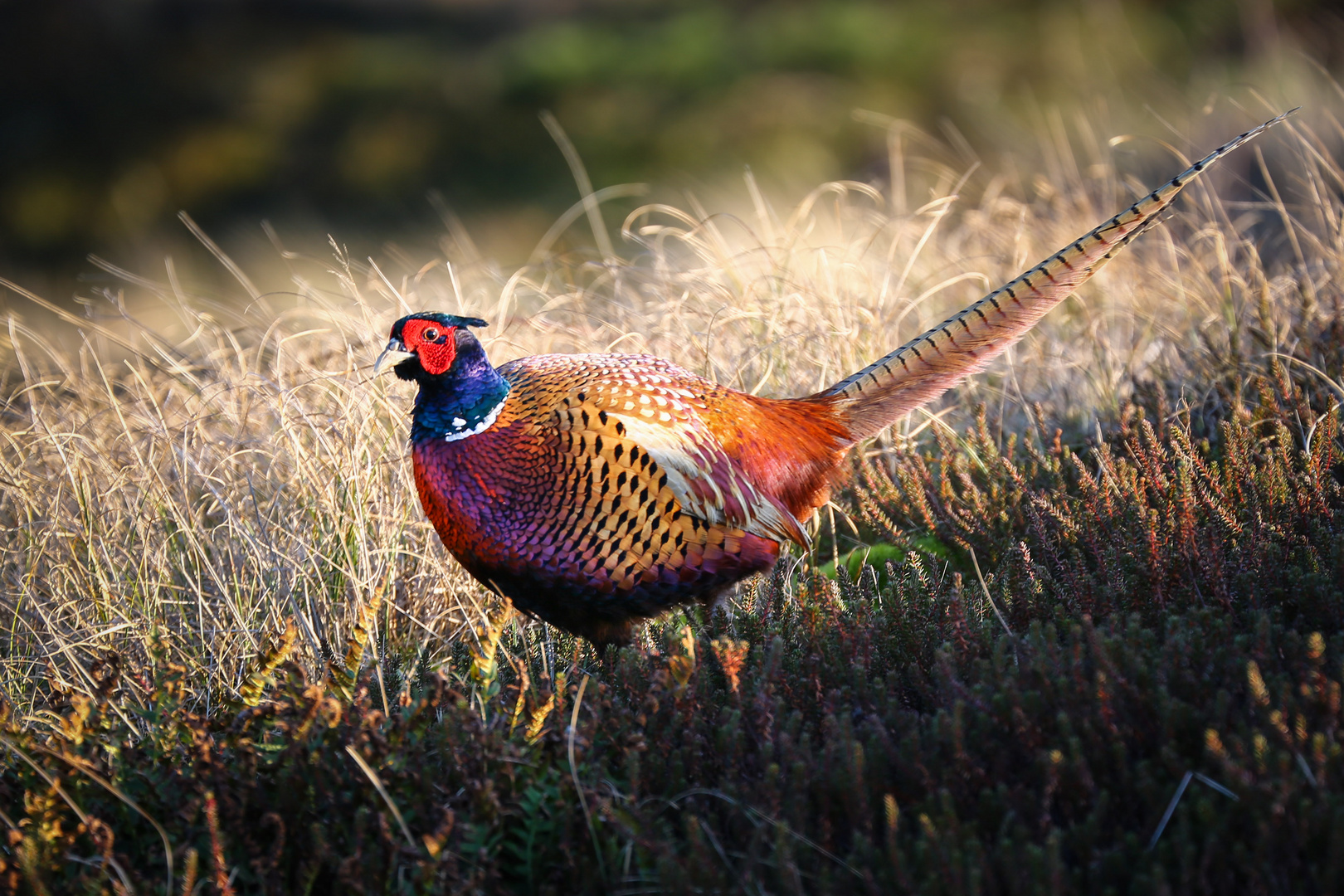 Pheasants - the locally most often spotted bird...