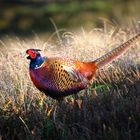 Pheasants - the locally most often spotted bird...