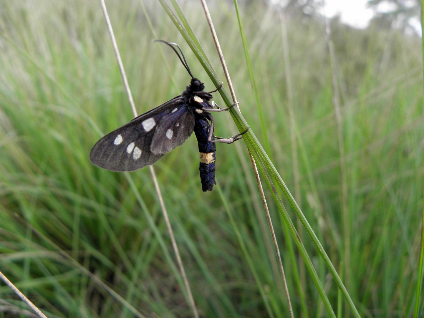 phegea vlinder (midden Limburg NL )